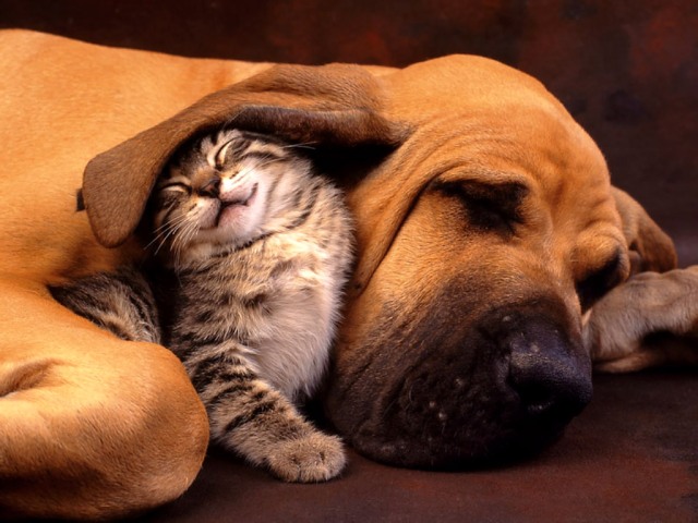 El gos i el gat són els dos animals de companyia que més podem trobar a les nostres cases.